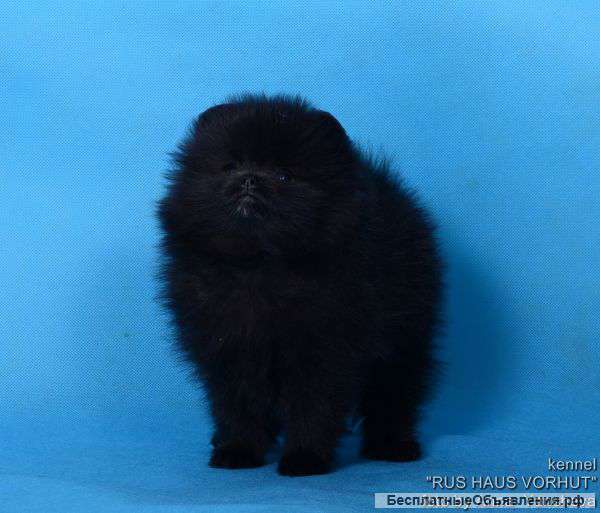 Шпиц мальчик мини редкого окраса продаю