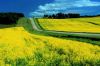 Земли в Украине, Киевская обл