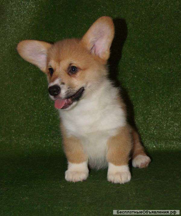 Щенки вельш корги пемброк