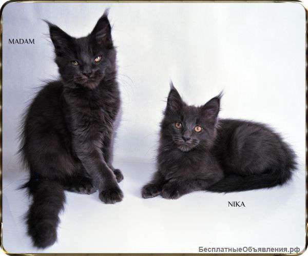 Котята мейн кун