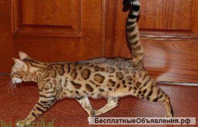 Бенгальская кошка