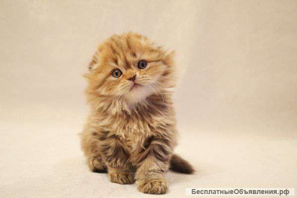 Шикарные шотландские котята