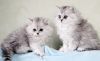 Элитные длинношерстные шотландские котята
