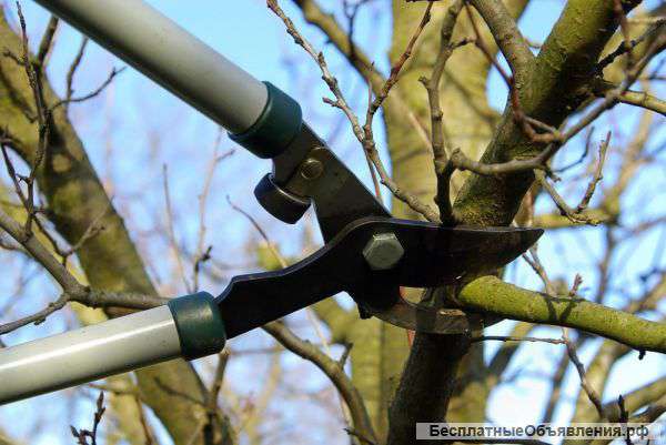 Весенняя обрезка сада