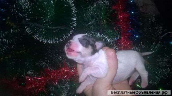 Миники красавицы девчушки чихуахуа