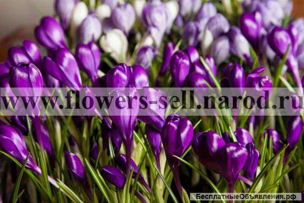 Крокусы – продажа цветов к 8 марта