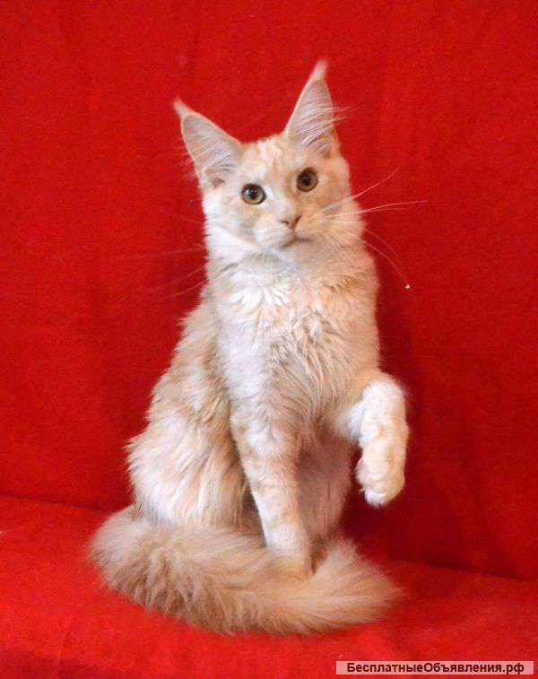 Крупные котята мейн кун из питомника
