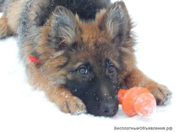 Красивые кобели д ш немецкой овчарки