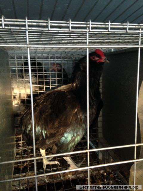 Араукана, Виандот