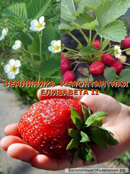 Земляника ремонтантная Елизавета II