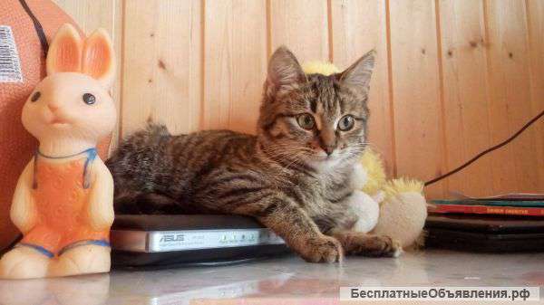 Полосатое чудо в добрые руки