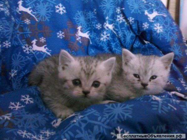 Британские котята