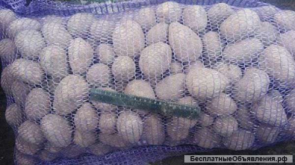 Картофель оптом от производителя