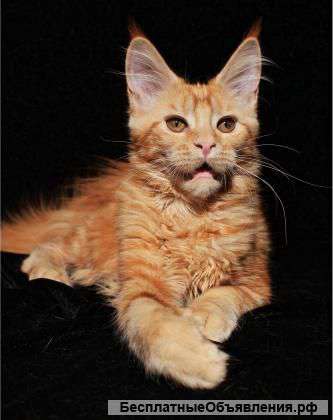 Котята мейн-кун питомник