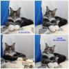 Мейн-кун кот кошки породистые коты