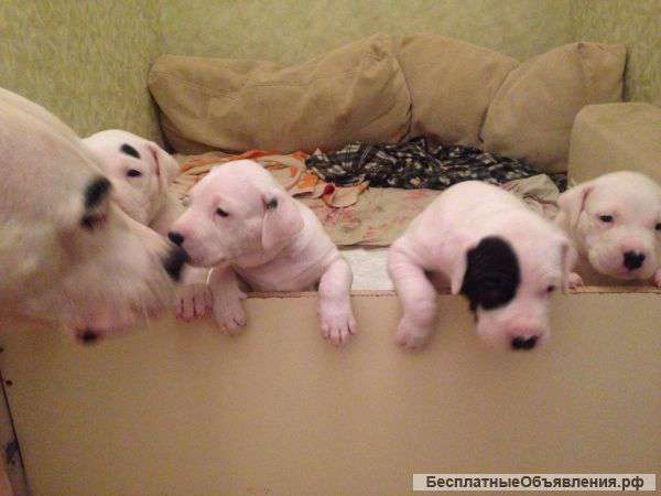 Аргентинский Дог (Dogo Argentino). Щенки 03.01.2016 г.р.