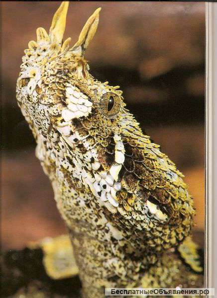 Инновационный проект "Фармацевтика и развлечения"