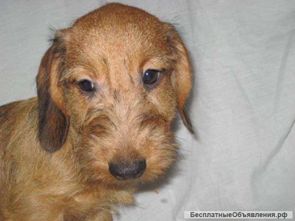 Таксы мини/кроличьи гладкошерстные,длинношерстные,жесткошерстные