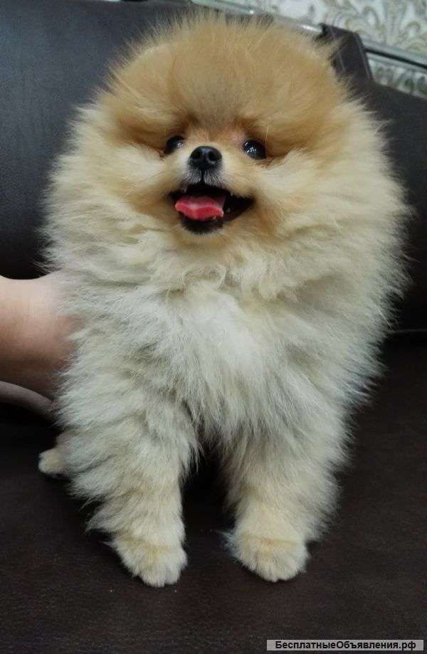 Комочек счастья