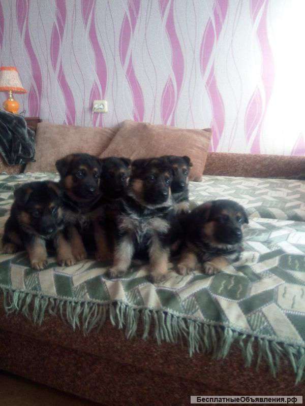 Щенки немецкой овчарки от рабочих производителей