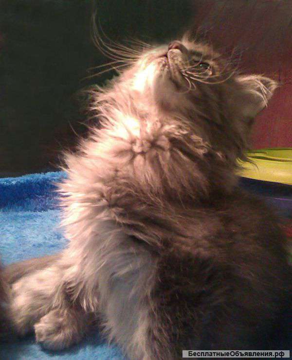 Котята породистые