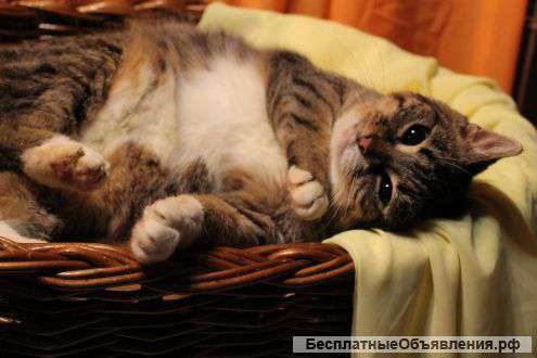 Чудесная кошечка Катя Плюшкина ищет дом