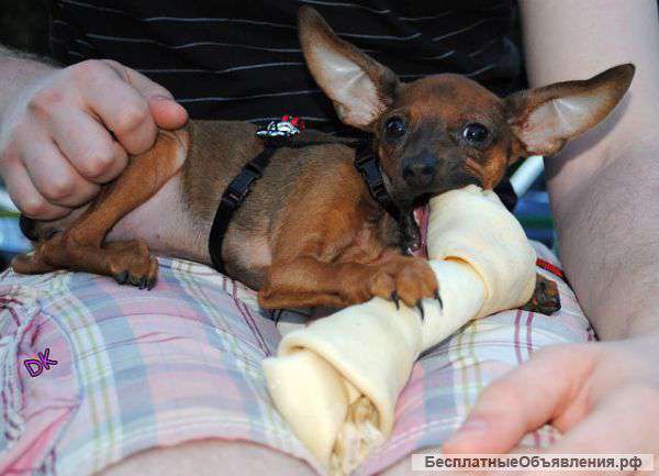 Ласковый и преданный друг