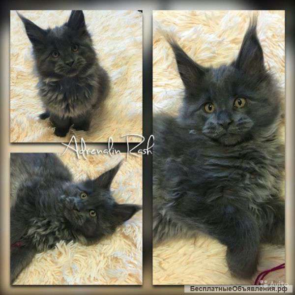 Крупные детки породы Maine Coon