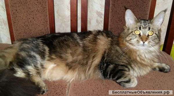Котята мейн-кун