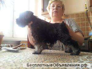 Щенков цвергшнауцеров окрас черный с серебром