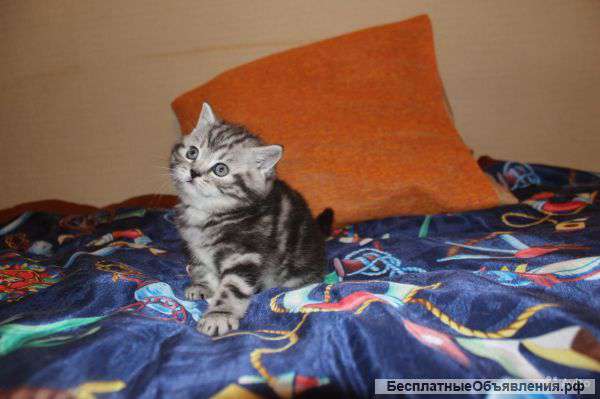 Британских котят