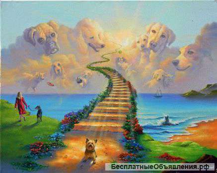 Ритуальные товары для животных