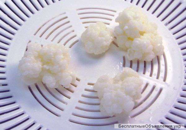 Тибетский молочный гриб