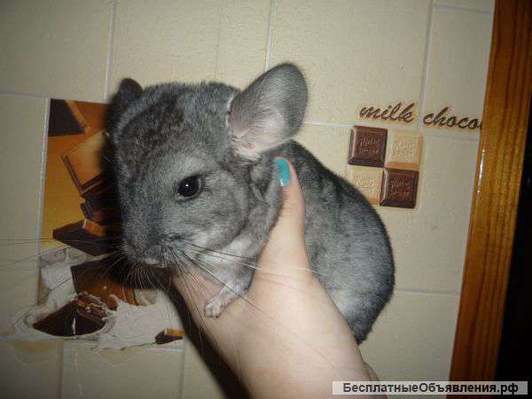 Шиншилла Серый стандарт, девочка, 5 месяцев