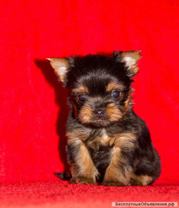 Резервированипе