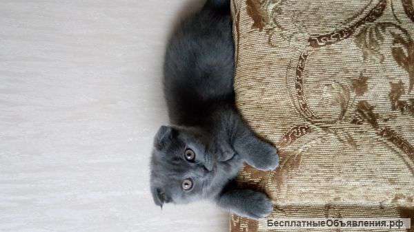 Плюшевое чудо