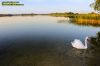 Усадьба Муражье на берегу Браславских озер в Беларуси
