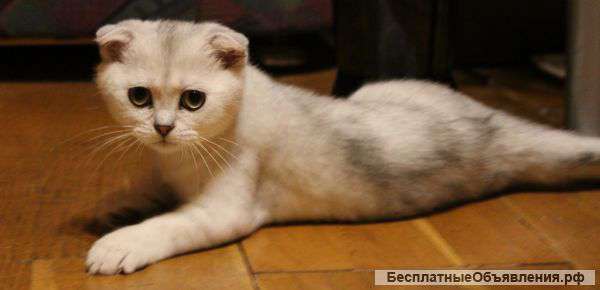 Шотландский вислоухий котенок