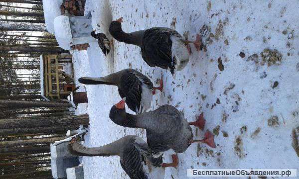 Семью гусей и уток