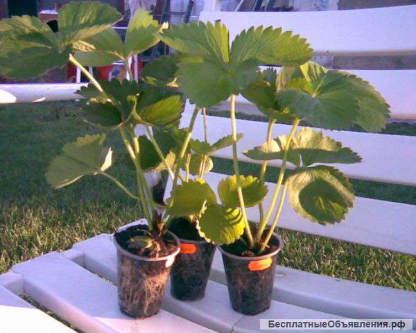 Рассада клубники почтой