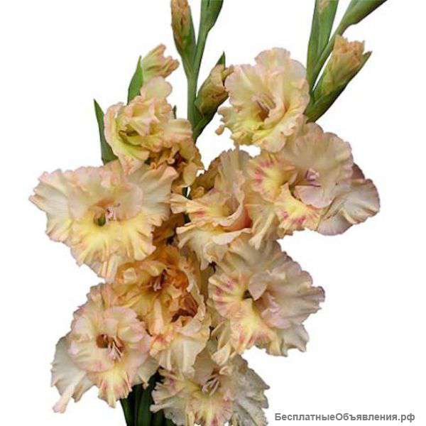 Гладиолусы поштучно