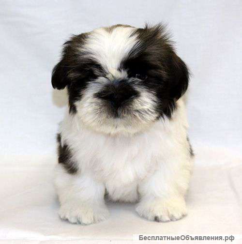 Щенок ши-тцу