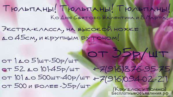 Тюльпаны экстра-класса к 14 февраля и 8 марта