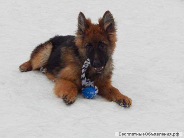 Шикарные кобели д ш немецкой овчарки