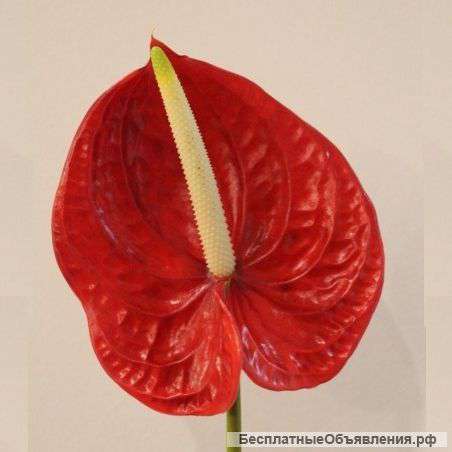 Антириум, цветок из Южной Африки