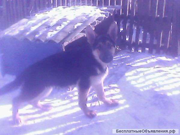 Щенки Немецкой овчарки