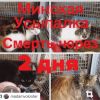 Очень нужна Ваша помощь Помогите спасти жизнь котятам