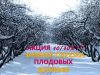 Обрезка плодовых деревьев и кустарников