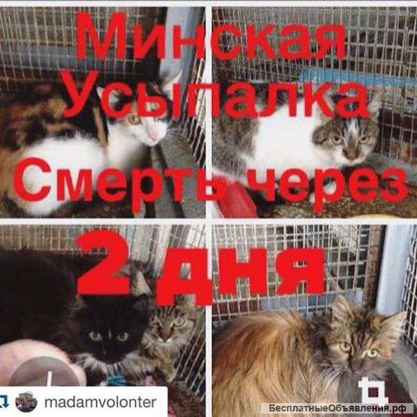 Безумно нужна Ваша помощь,не проходите мимо