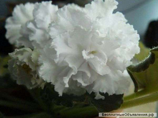 Сортовые фиалки